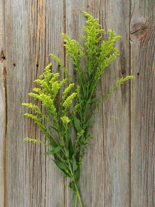 SOLIDAGO YELLOW ASTER